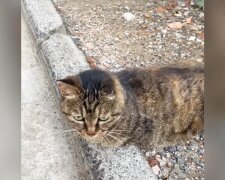 "Vom Straßenkater zum Familienliebling". Quelle: Youtube Screenshot