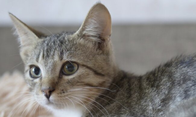Die Katze Gandalf. Quelle: www. petpop.сom