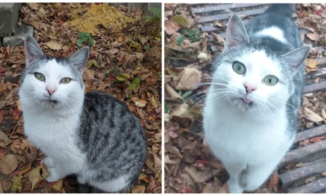 Katze. Quelle: Screenshot YouTube