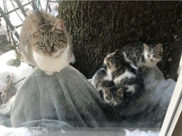 Als das Mädchen am frühen Morgen aus dem Fenster schaute, sah es eine gefrorene Katze mit drei Kätzchen und verließ sie nicht