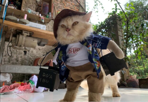 Mode für kleine Freunde: Ein Mann macht lustige Outfits für Katzen