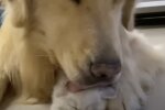 Katze und Hund. Quelle: Screenshot YouTube