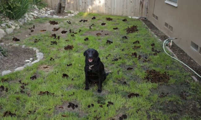 Ein Hund (Symbolbild). Quelle: Youtube Screenshot