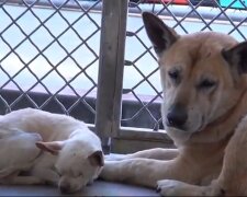 Bella und Snowball. Quelle: Youtube Screenshot