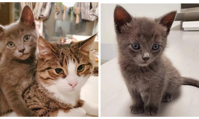 Katzen. Quelle: Screensho