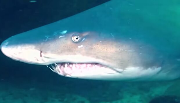 Bullenhaie. Quelle: YouTube Screenshot