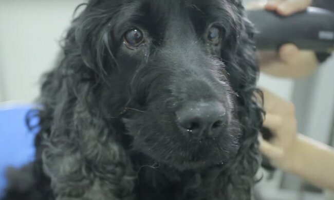 Englischer Cocker Spaniel