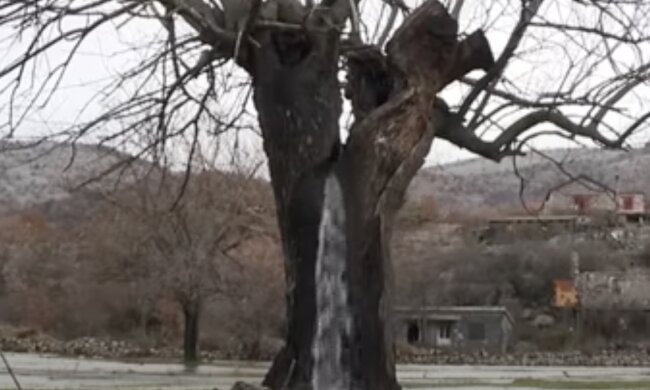 Das Wasser im Baum nimmt kein Ende. Quelle: www. trendymen.сom