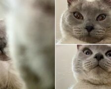Wie die Katze ein Selfie machte und berühmt wurde