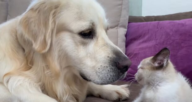 Golden Retriever und eine Katze. Quelle: YouTube Screenshot