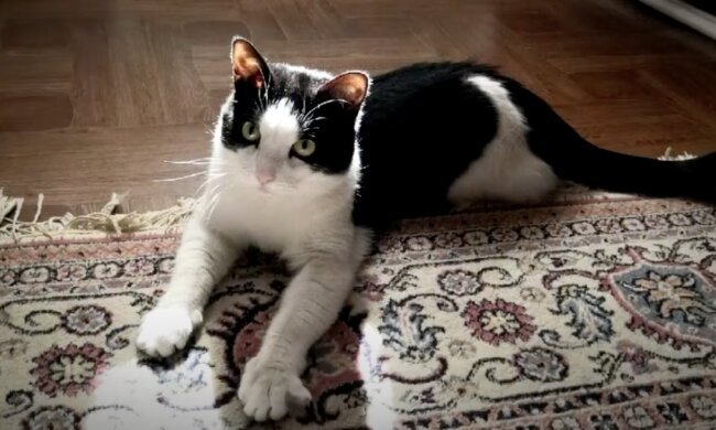 Kater. Quelle: Screenshot YouTube