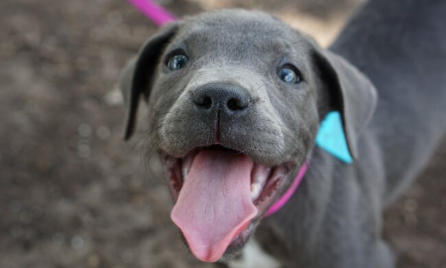 Das Vertrauen: Pitbull legte in die Hände seines Frauchens die neugeborenen Welpen