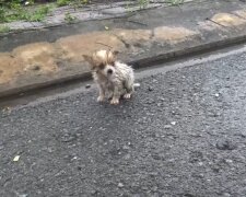 Ein neues Zuhause für das kleine Baby. Quelle: Youtube Screenshot
