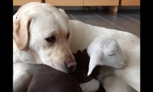 Charmante Freundschaft. Quelle: Screenshot YouTube