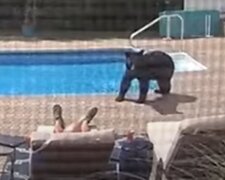 Der Bär brach in den Hof ein und weckte einen am Pool schlafenden Mann auf