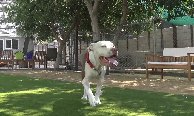 Streunender Pitbull. Quelle: Screenshot Youtube