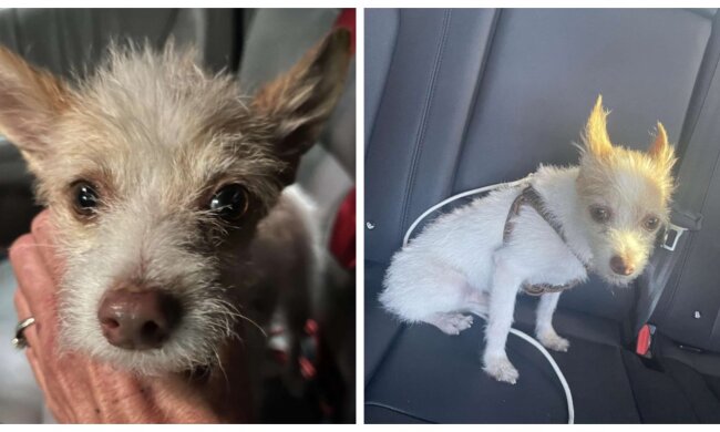 Hund. Quelle: Screenshot