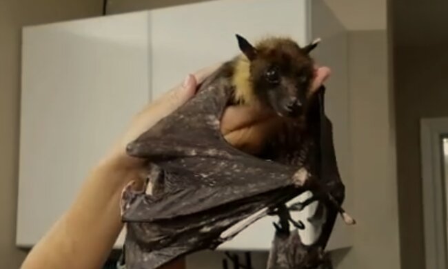 Berührende Unterstützung. Quelle: Screenshot YouTube