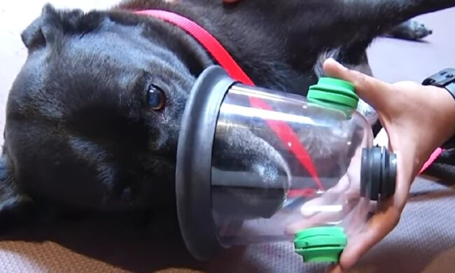 Schnelle Hilfe für alle Bedürftigen. Quelle: Screenshot YouTube