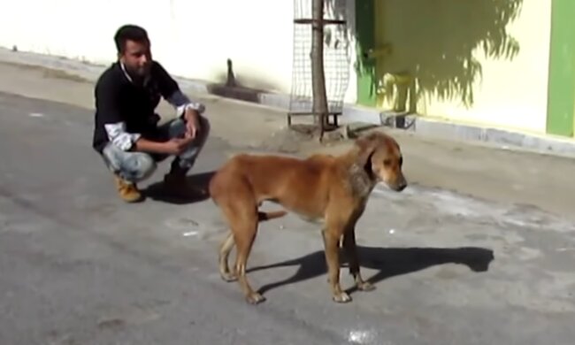 Streunender Hund. Quelle: Screenshot Youtube