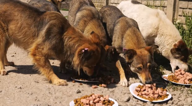 Fütterung von Hunden (Symbolbild). Quelle: Youtube Screenshot