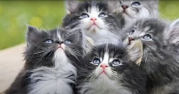 Katzen. Quelle: Screenshot YouTube