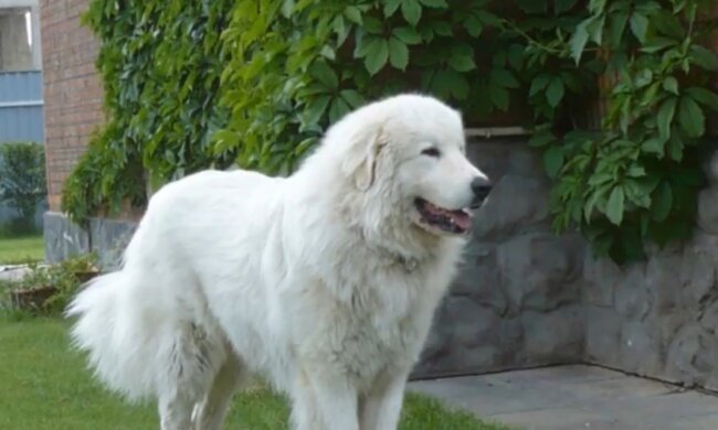 Pyrenäenschäferhund. Quelle: Screenshot Youtube