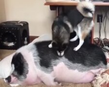 Mini Pig oder Hund: Wissenschaftler diskutieren, wer schlauer als Haustiere ist