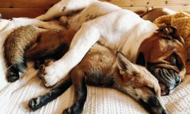 Die junge Frau rettete den Fuchs und er wurde der beste Freund ihres Hundes