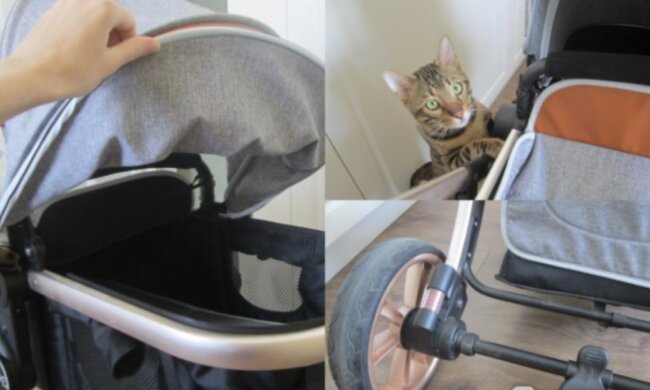 Katze. Quelle: www. petpop.сom