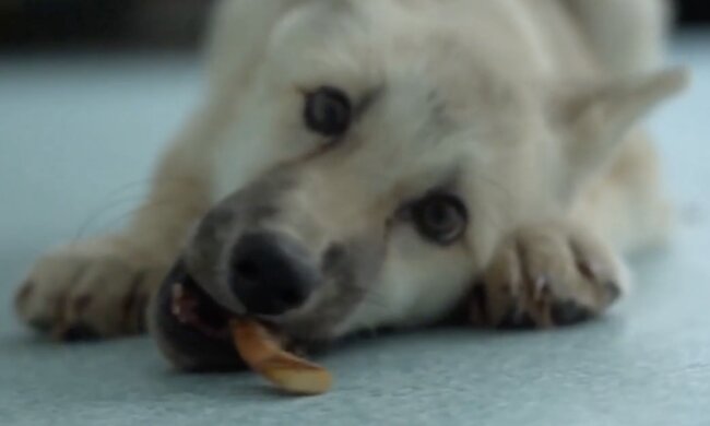 Welpe. Quelle: Screenshot YouTube