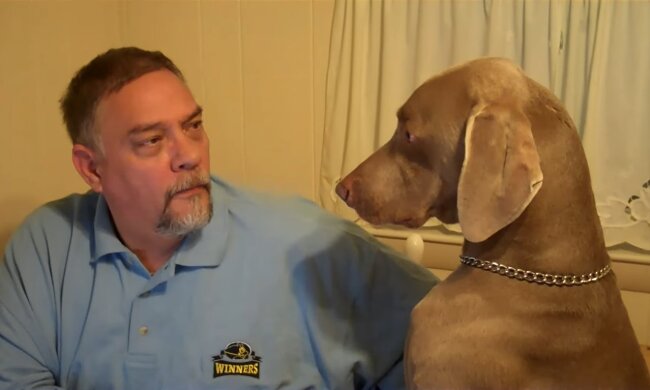 Weimarer Poynter. Quelle: Youtube Screenshot