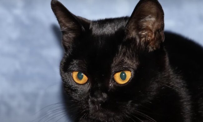 Katze. Quelle: Screenshot YouTube