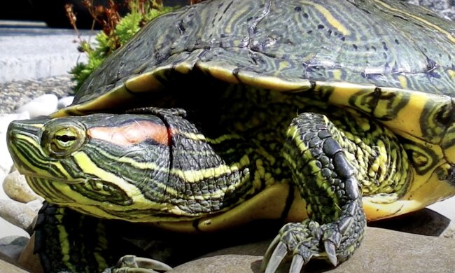 Eine Rotwangenschildkröte. Quelle: Screenshot YouTube