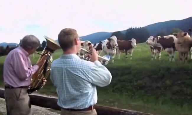 Musikalische Begleitung für vierbeinige Zuhörer. Quelle: Screenshot YouTube