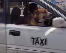 "Am Steuer": Ein ehemaliger streunender Hund arbeitet mit dem Besitzer im Taxi