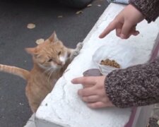 Vorsichtsmaßnahmen: Warum die Katze von Passanten nur das Futter nimmt, das in einer Tüte verpackt ist