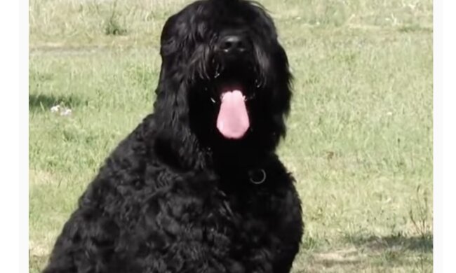 Hund. Quelle: Screenshot YouTube