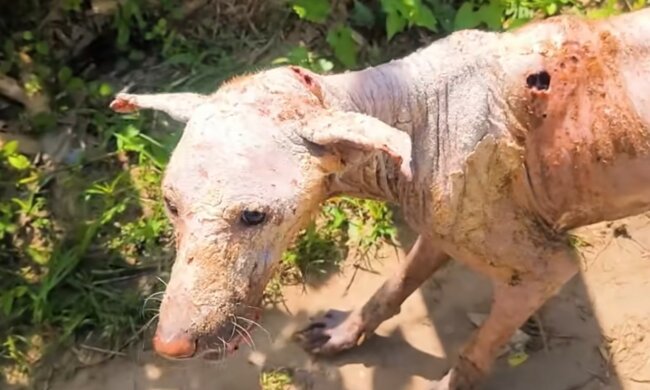 Wunderbare Verwandlung des Lebens. Quelle: Screenshot YouTube