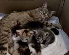 Katzenmutter mit den Babys. Quelle: Screenshot Youtube