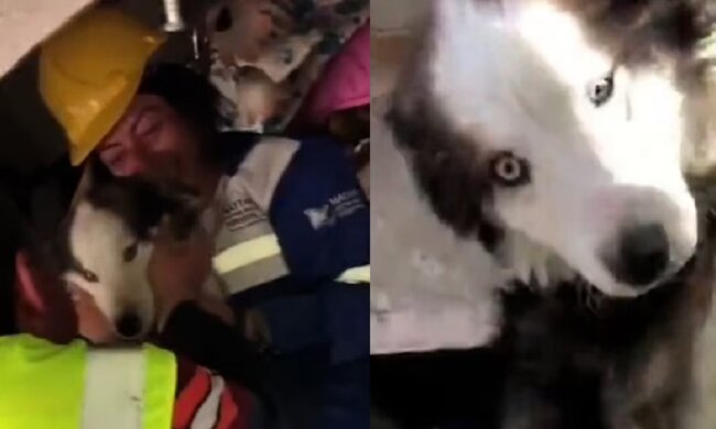 Der Hund. Quelle: dailymail.co.uk