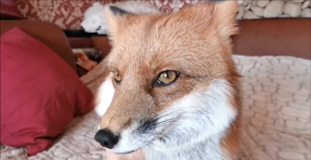 Der Fuchs. Quelle: Youtube Screenshot