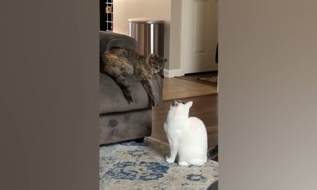 Herausforderungen der Katzenzusammenführung. Quelle: Youtube Screenshot