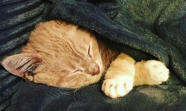 Eine seltene genetische Störung, die die Familie nicht beeinträchtigte