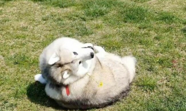 Der kluge Besitzer benutzt Blumen, um den faulen Huskyhund zum Abnehmen zu motivieren