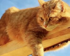 Rothaarige Katze. Quelle: Screenshot YouTube