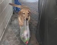 Treuer Hund fütterte den Besitzer, der in Schwierigkeiten war und sich das Bein brach