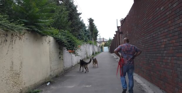 Spaziergang mit den Hunden. Quelle: Youtube Screenshot