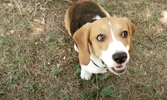 Hund. Quelle: Screenshot YouTube