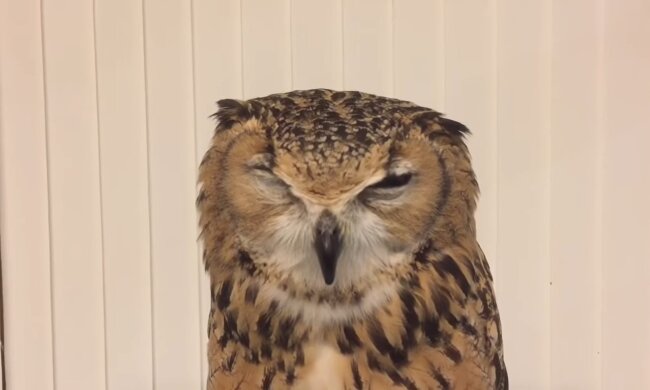 Eule. Quelle: Youtube Screenshot